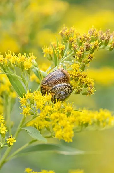 536152 - Canada goldenrod (Solidago canadensis) and white-lipped snail (Cepaea hortensis)