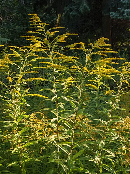 404033 - Canada goldenrod (Solidago canadensis var. scabra)