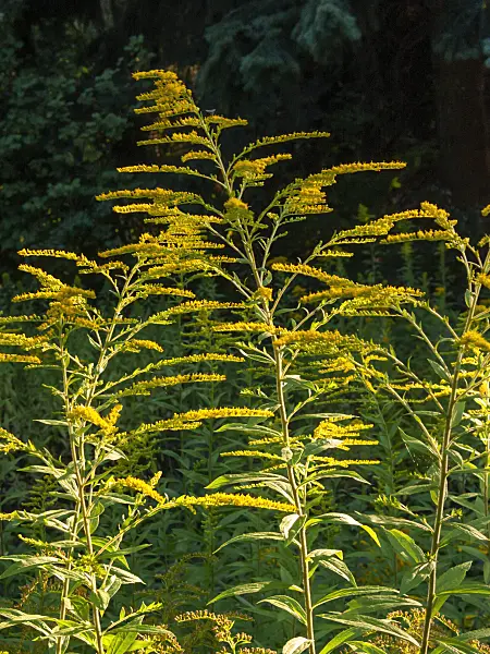 404034 - Canada goldenrod (Solidago canadensis var. scabra)