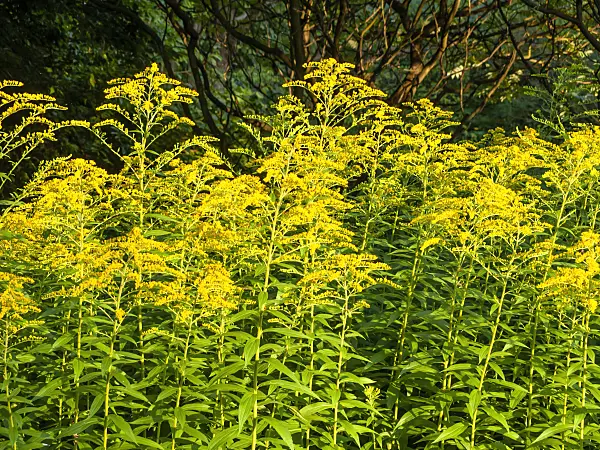 439392 - Canada goldenrod (Solidago canadensis var. scabra)