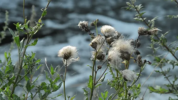 511046 - Canada thistle (Cirsium arvense)