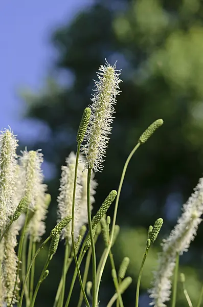 534442 - Canadian burnet (Sanguisorba canadensis)