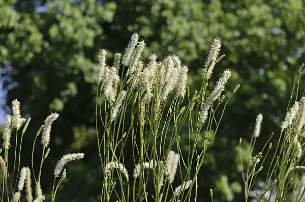 534443 - Canadian burnet (Sanguisorba canadensis)