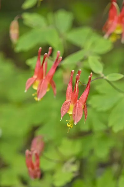 520106 - Canadian columbine (Aquilegia canadensis)