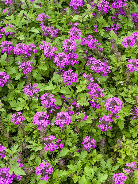 440235 - Canadian vervain (Verbena canadensis 'Perfecta' syn. Glandularia canadensis 'Perfecta')
