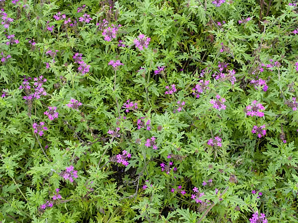 465224 - Canadian vervain (Verbena canadensis syn. Glandularia canadensis)