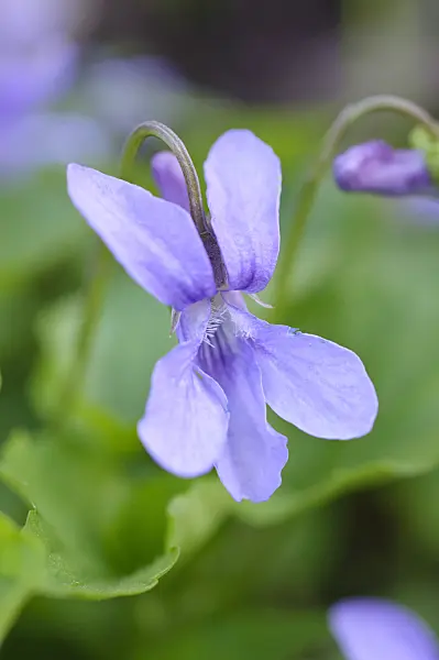 471120 - Canadian violet (Viola canadensis)
