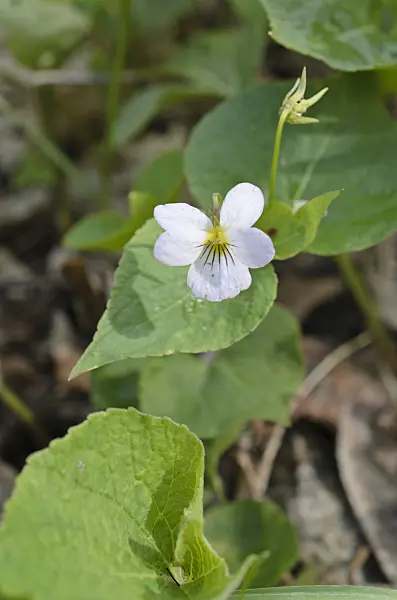 508360 - Canadian violet (Viola canadensis var. scopulorum)