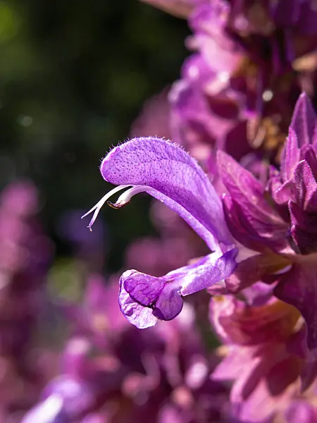 439283 - Canarian sage (Salvia canariensis)