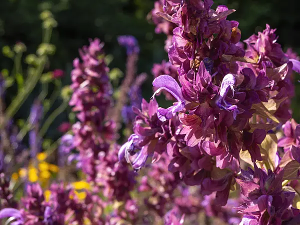 439284 - Canarian sage (Salvia canariensis)