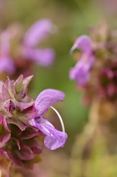 488076 - Canarian sage (Salvia canariensis)