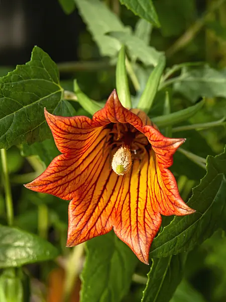 445028 - Canary Island bellflower (Canarina canariensis)