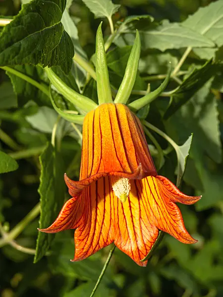 445029 - Canary Island bellflower (Canarina canariensis)