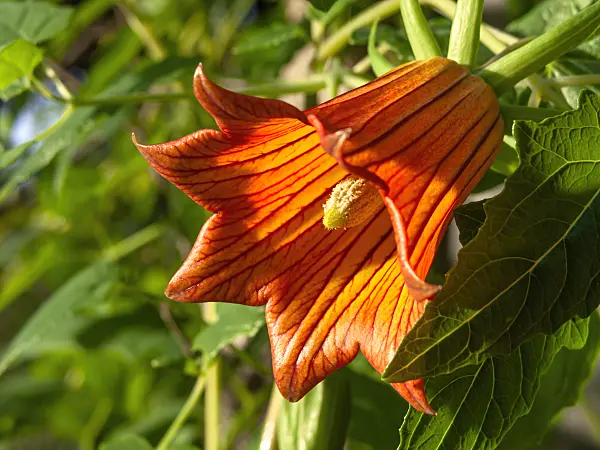 445030 - Canary Island bellflower (Canarina canariensis)