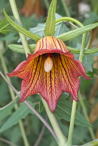 551003 - Canary Island bellflower (Canarina canariensis)