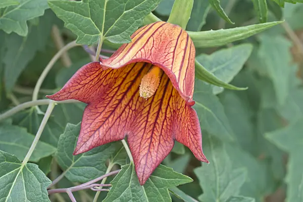 565053 - Canary Island bellflower (Canarina canariensis)