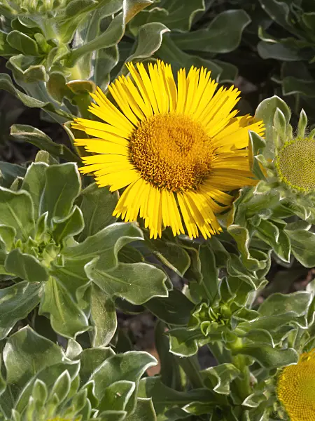404019 - Canary Island daisy (Asteriscus sericeus)