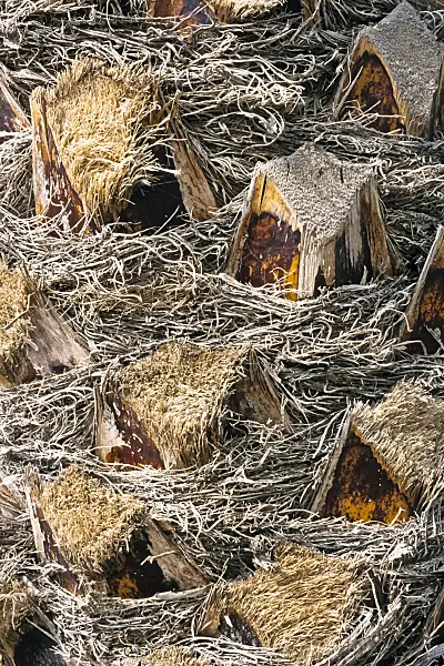 363074 - Canary Island date palm (Phoenix canariensis)