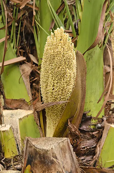 531104 - Canary Island date palm (Phoenix canariensis)