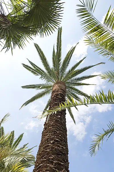 616433 - Canary Island date palm (Phoenix canariensis)