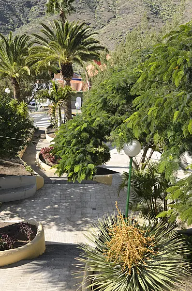 564075 - Canary Island date palm (Phoenix canariensis) and pride of Barbados (Caesalpinia pulcherrima), Mogán, Gran Canaria, Spanien