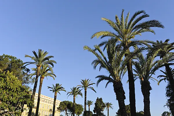 533008 - Canary Island date palm (Phoenix canariensis), Nice, France