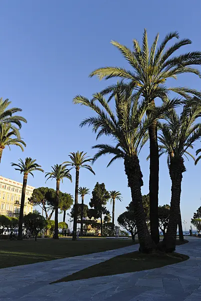 533009 - Canary Island date palm (Phoenix canariensis), Nice, France