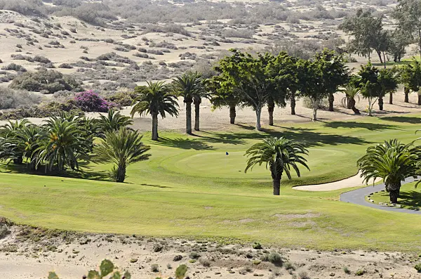 564047 - Canary Island date palms (Phoenix canariensis) on a golf course, Maspalomas, Gran Canaria, Spain