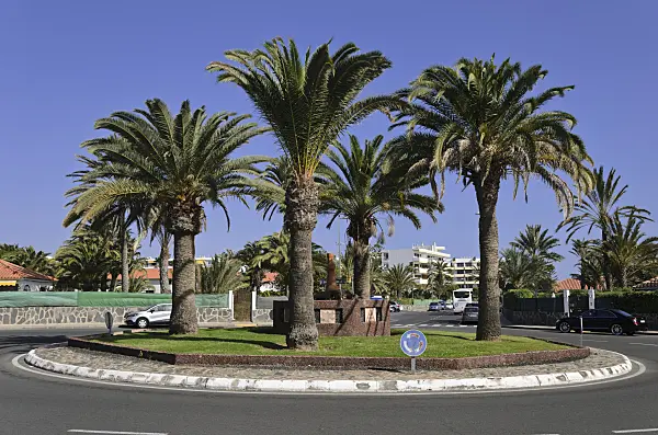 564048 - Canary Island date palms (Phoenix canariensis) on a roundabout, Maspalomas, Gran Canaria, Spain