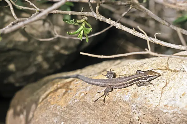 363019 - Canary Island lizard (Gallotia galloti gomerae) sunbathing on a rock