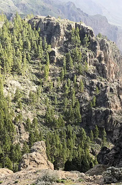 564184 - Canary Island pine (Pinus canariensis) at Pico de las Nieves, Gran Canaria, Spain