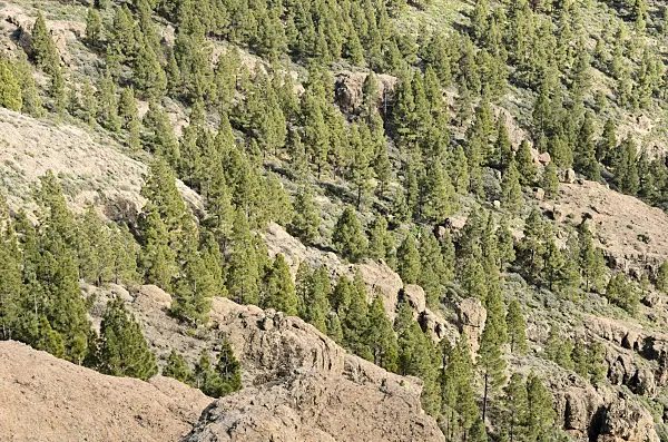 564185 - Canary Island pine (Pinus canariensis) at Pico de las Nieves, Gran Canaria, Spain
