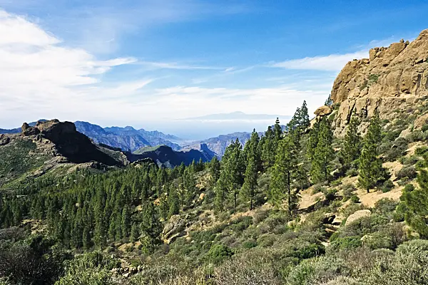 397121 - Canary Island pine (Pinus canariensis), Gran Canaria, Spain