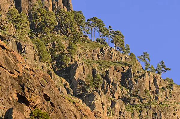 564094 - Canary Island pine (Pinus canariensis), Gran Canaria, Spain
