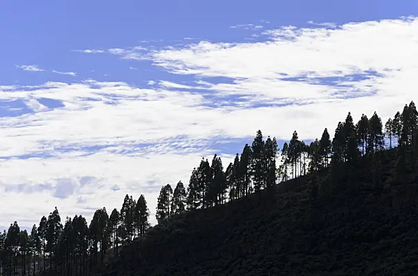 564179 - Canary Island pine (Pinus canariensis), Gran Canaria, Spain