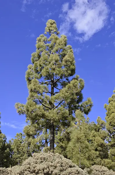 564181 - Canary Island pine (Pinus canariensis), Gran Canaria, Spain