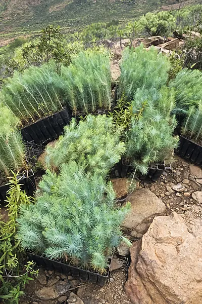 397032 - Canary Island pine (Pinus canariensis), Pilancones Nature Reserve, Gran Canaria, Spain
