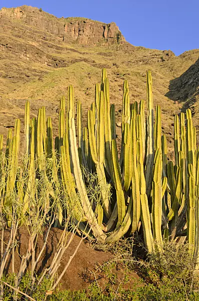 564216 - Canary Island spurge (Euphorbia canariensis), Gran Canaria, Spain