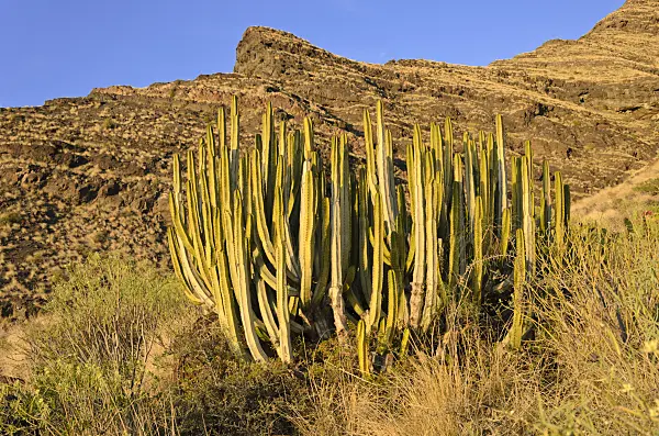 564217 - Canary Island spurge (Euphorbia canariensis), Gran Canaria, Spain