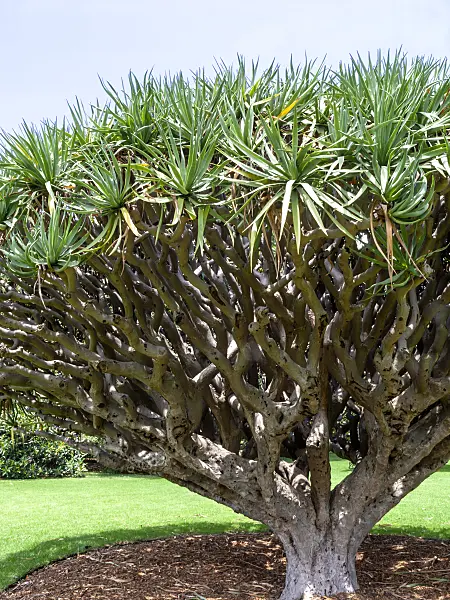 455394 - Canary Islands dragon tree (Dracaena draco)