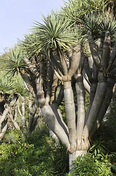564155 - Canary Islands dragon tree (Dracaena draco)