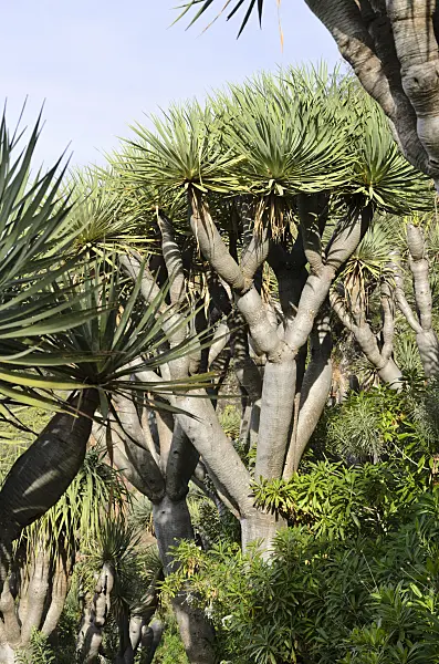 564156 - Canary Islands dragon tree (Dracaena draco)