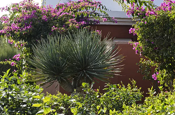 564054 - Canary Islands dragon tree (Dracaena draco) and Bougainvillea