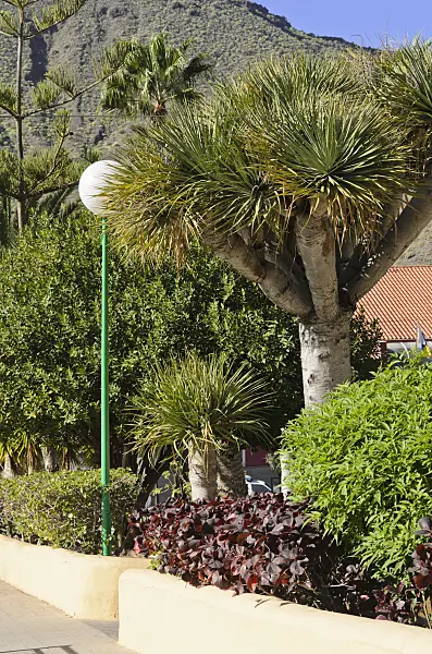 564077 - Canary Islands dragon tree (Dracaena draco), Mogán, Gran Canaria, Spain