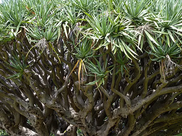 455393 - Canary Islands dragon tree (Dracaena draco) with bizarre branches