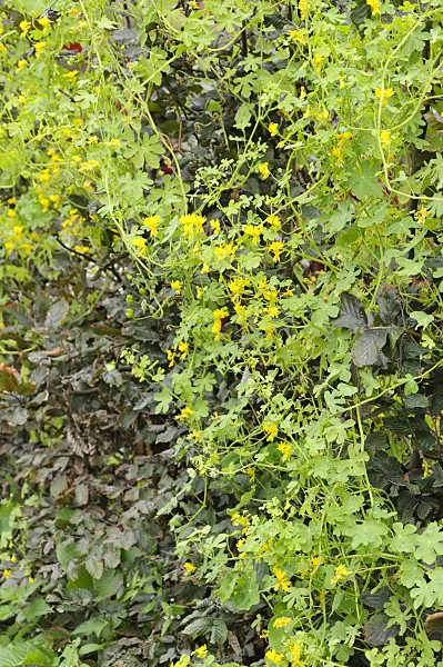 487250 - Canary nasturtium (Tropaeolum peregrinum syn. Tropaeolum canariense)