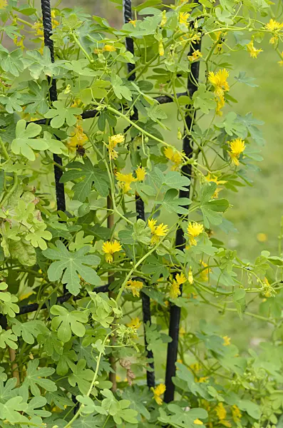 521300 - Canary nasturtium (Tropaeolum peregrinum syn. Tropaeolum canariense)