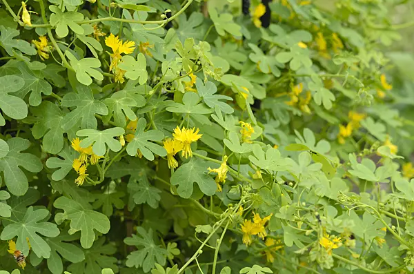521301 - Canary nasturtium (Tropaeolum peregrinum syn. Tropaeolum canariense)