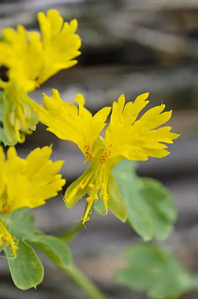 524142 - Canary nasturtium (Tropaeolum peregrinum syn. Tropaeolum canariense)