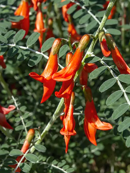436074 - Cancer bush (Sutherlandia frutescens)